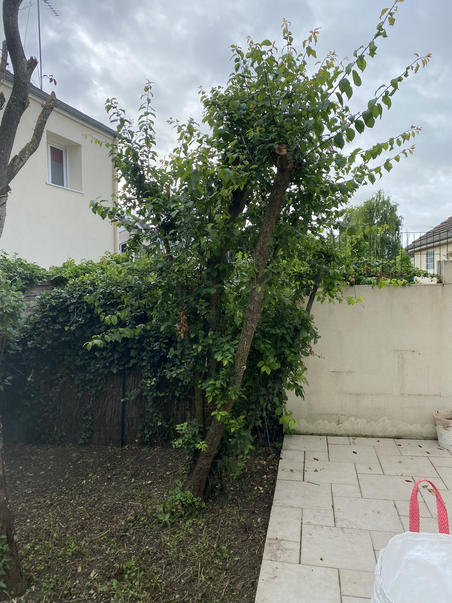Arbre avant abattage à Troyes