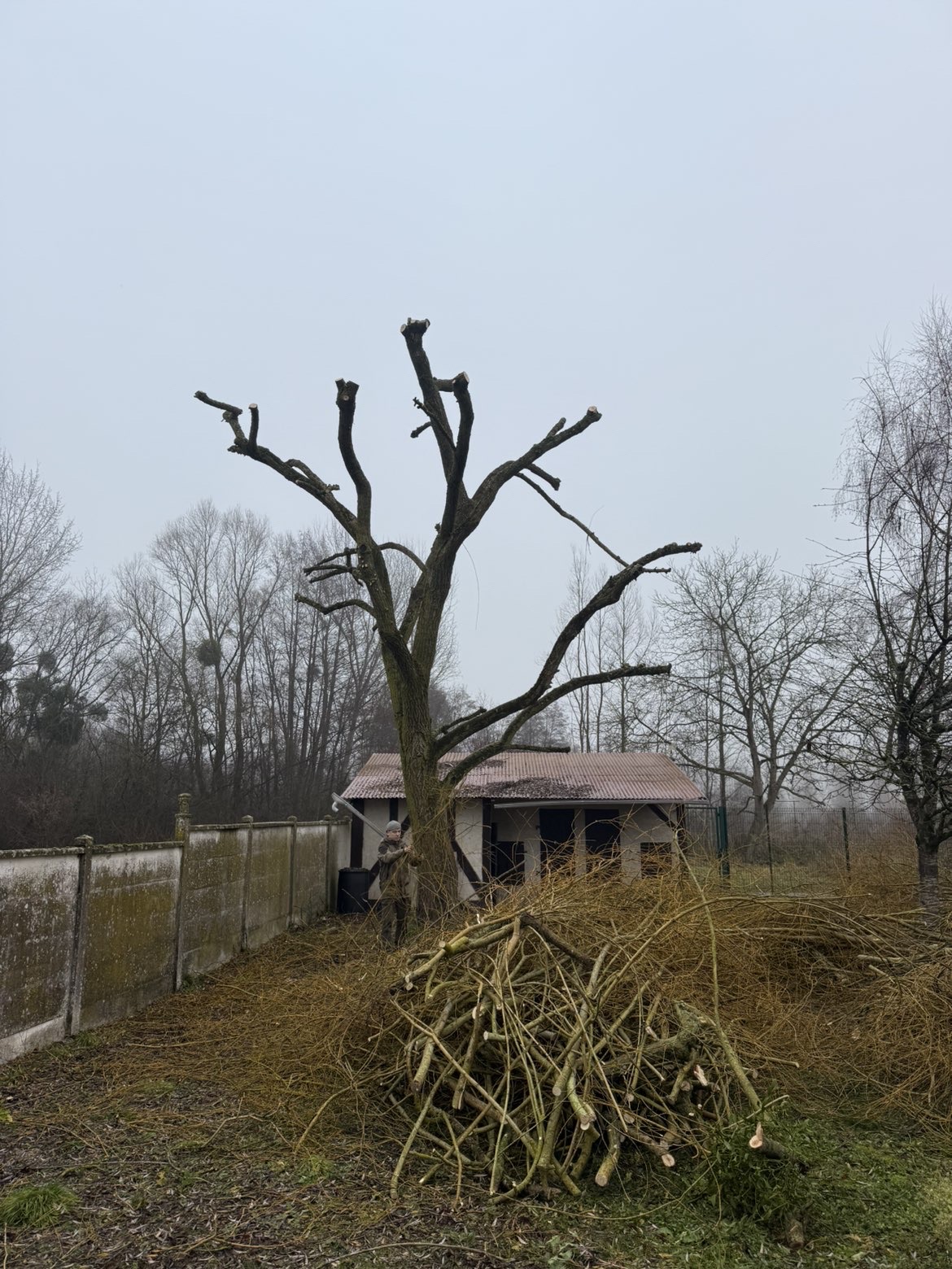 Arbre après élagage à Troyes