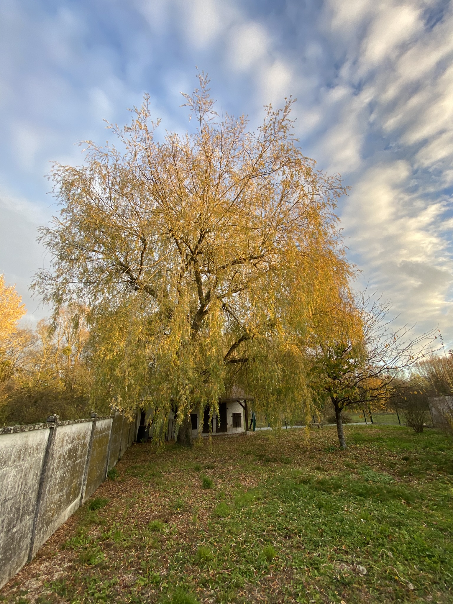 Arbre avant élagage à Troyes